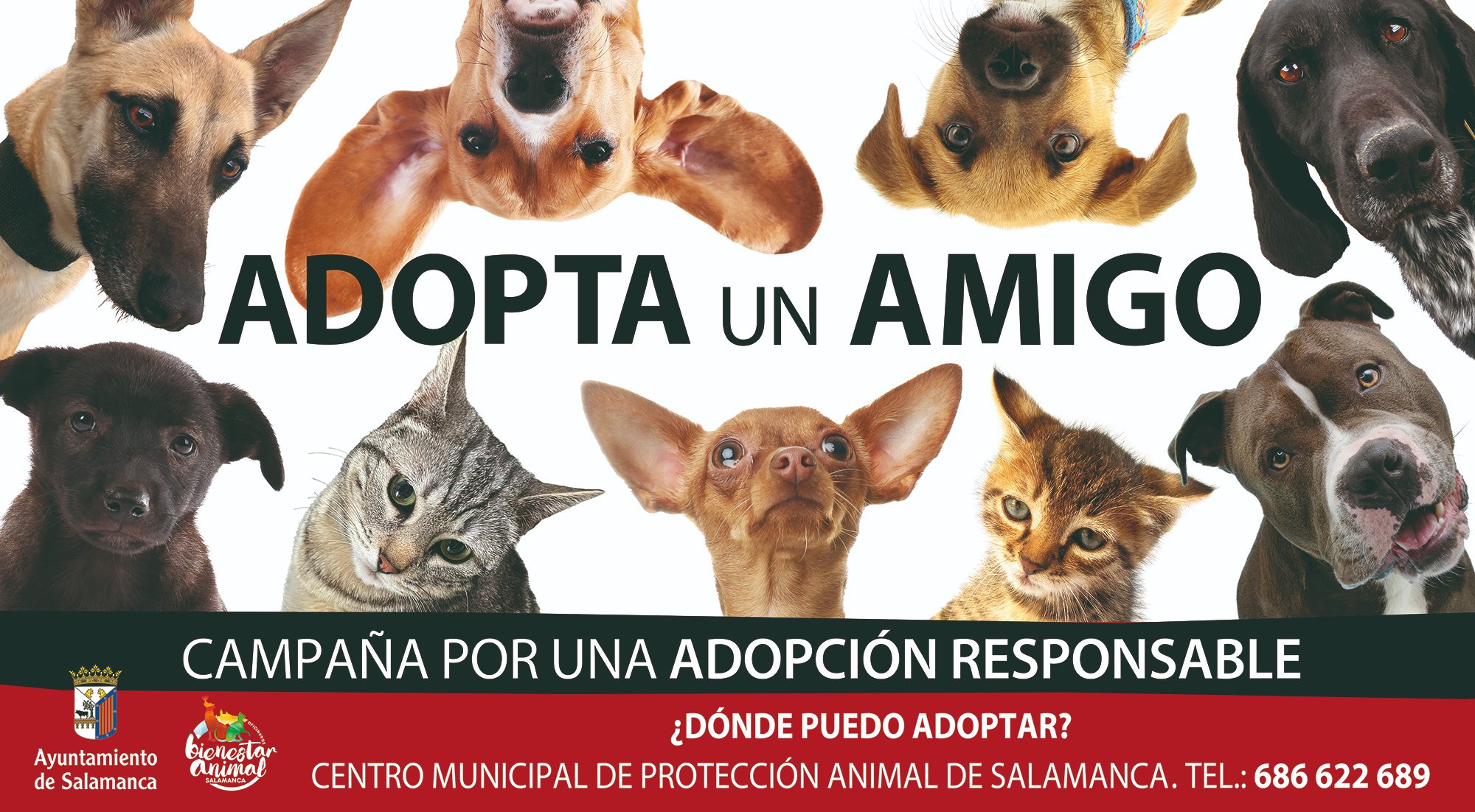 Banner de la campaña 'Adopta un amigo' donde salen animales de adopción